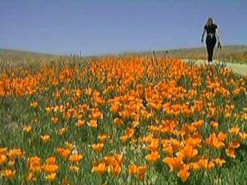 California Poppy Reserve visitor center, Lancaster California